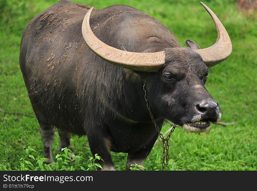 The buffalo posed fiercely at the photographer while being photographed. The buffalo posed fiercely at the photographer while being photographed