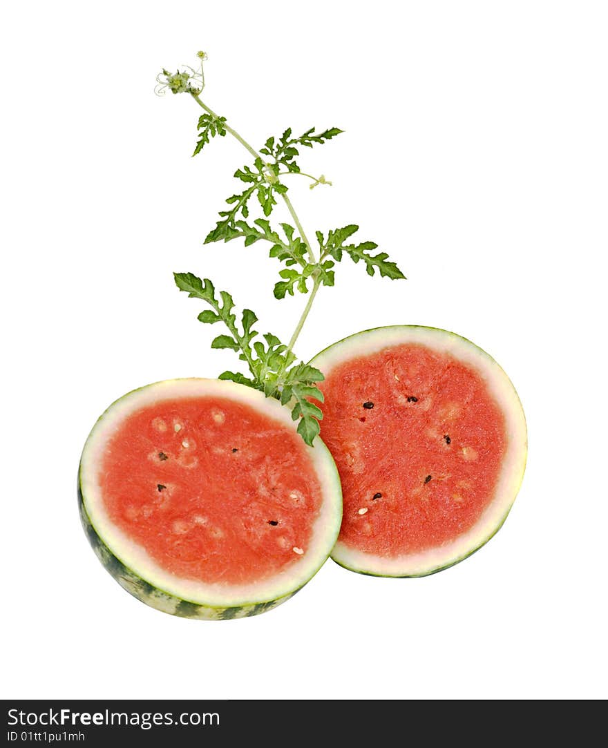 Two watermelon halves with vine