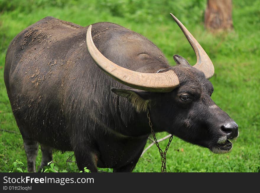 The buffalo posed fiercely at the photographer while being photographed. The buffalo posed fiercely at the photographer while being photographed