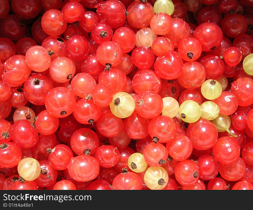 Red currant