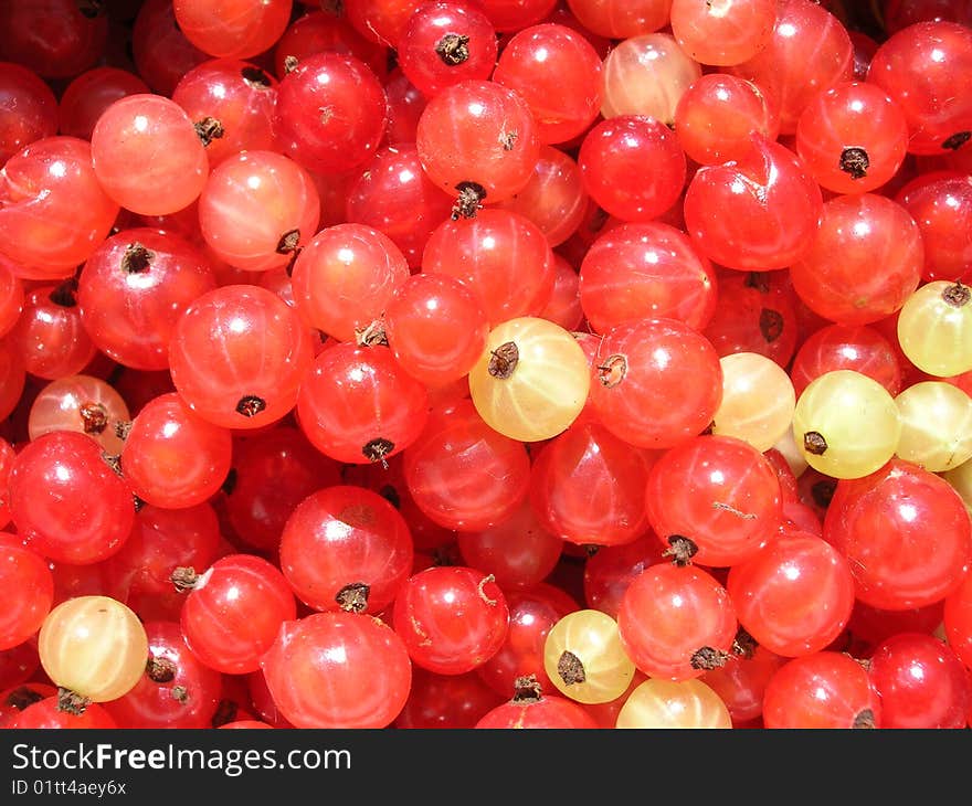 Red currant