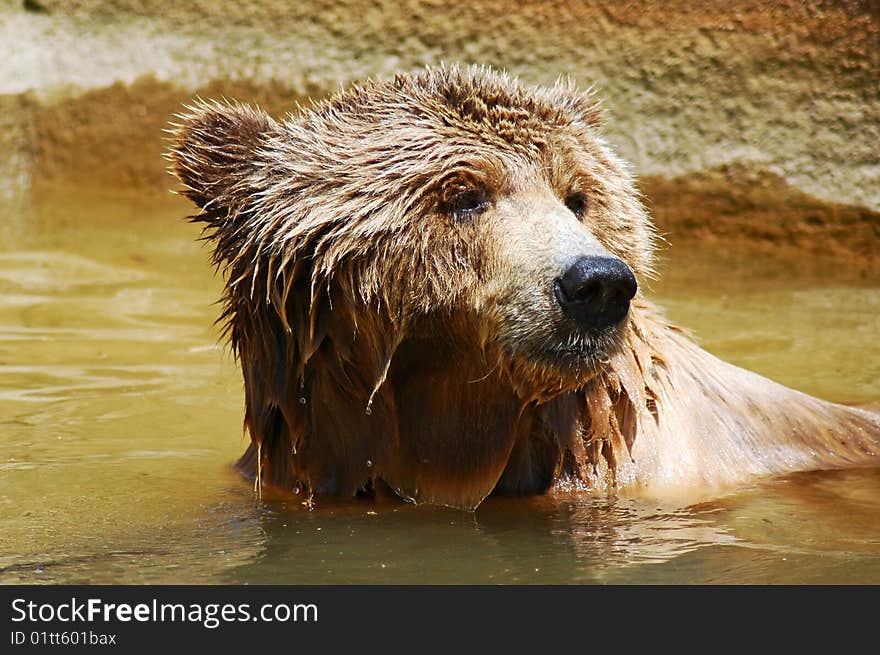 Brown bear cooling off from the summer heat.