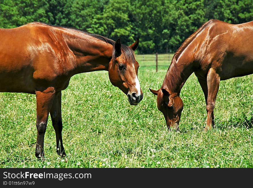 Two horses eatting in the pasture. Two horses eatting in the pasture.