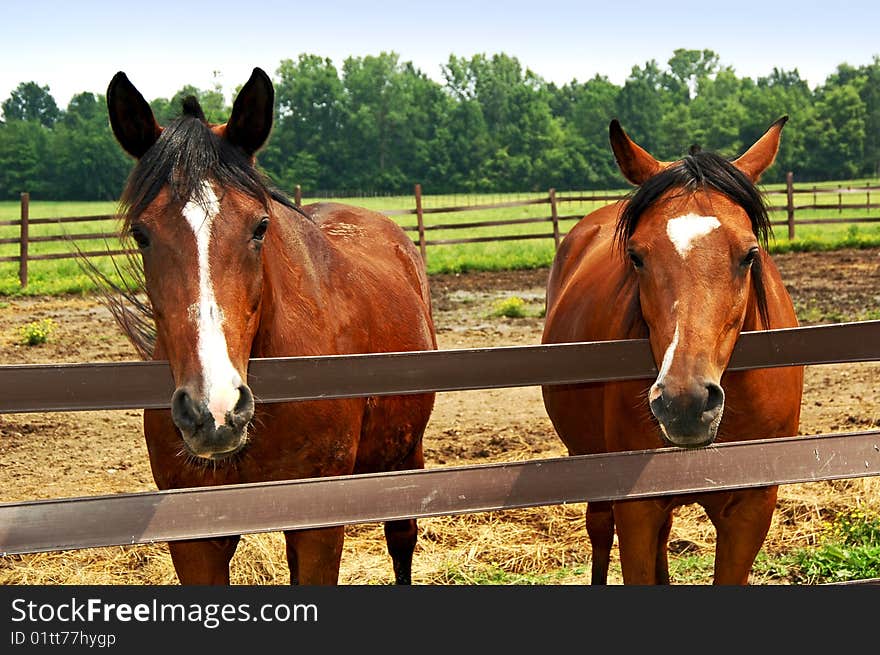 Two horse gazing at you. Two horse gazing at you.