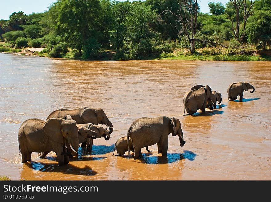 Elephant family crossing the river