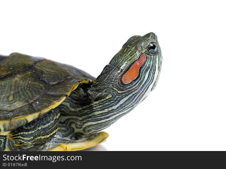 turtle walk on white background