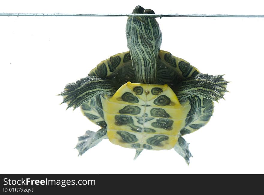 Swimming turtle