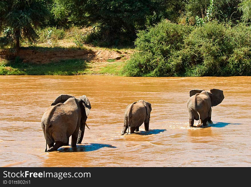 Elephant family crossing the river