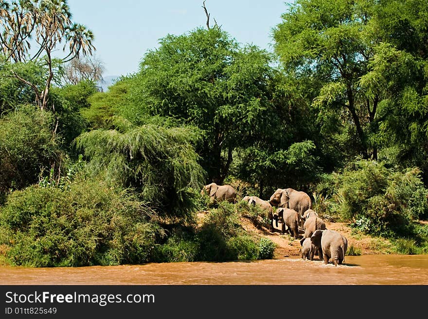 Elephant Family Crossing The River