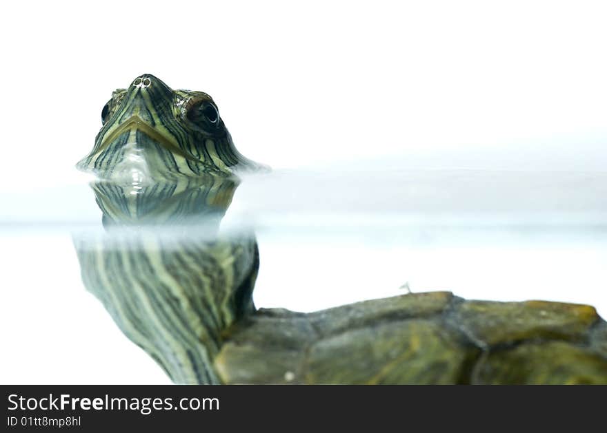 Swimming turtle