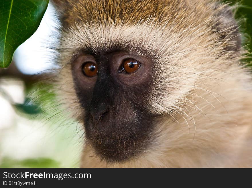 Monkey face seen in closeup