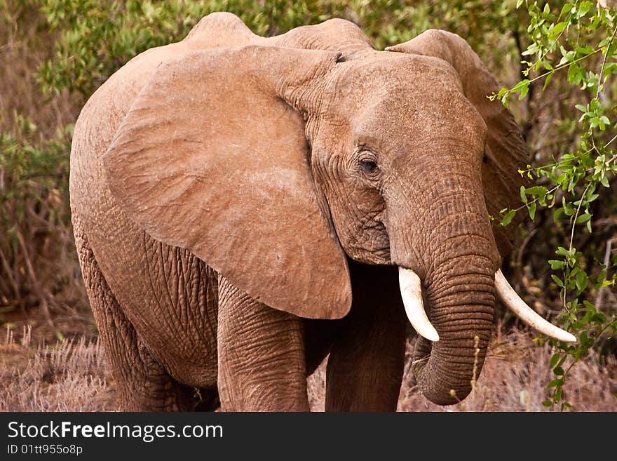 Elephant Walking In The Bush Of Africa