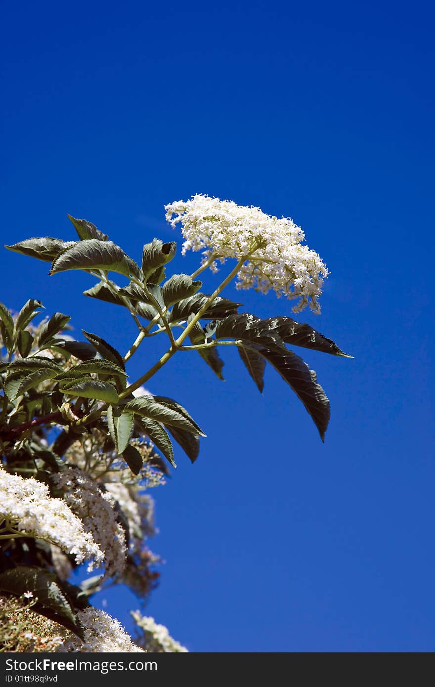 Sambucus (elder or elderberry) is a genus of between 5 and 30 species of shrubs or small trees in the moschatel family, Adoxaceae. Sambucus (elder or elderberry) is a genus of between 5 and 30 species of shrubs or small trees in the moschatel family, Adoxaceae.