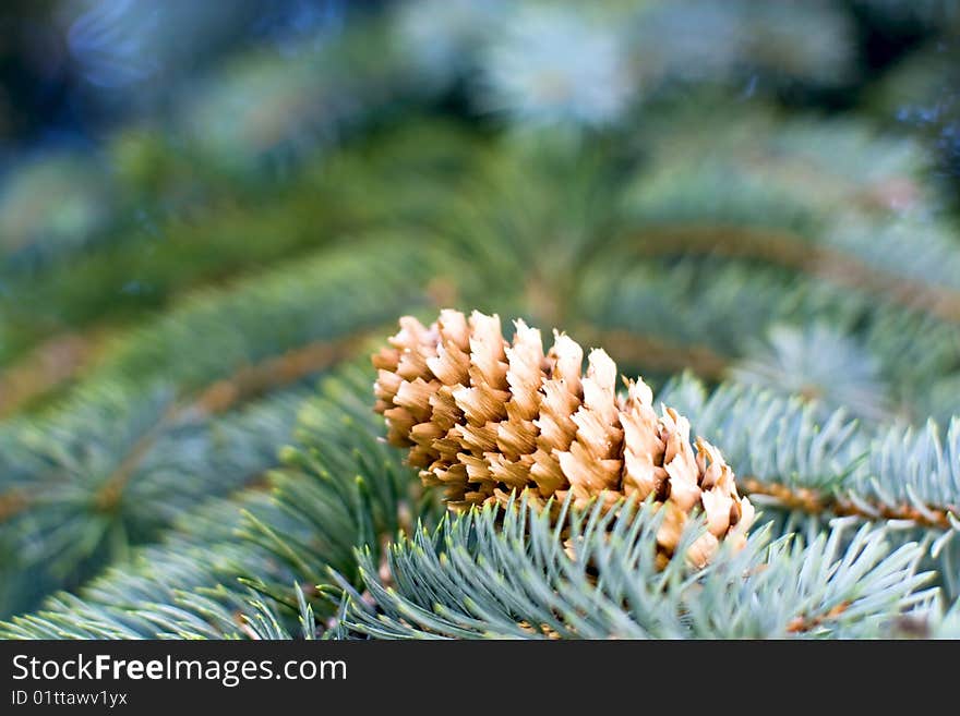 The nature of the pine branches.