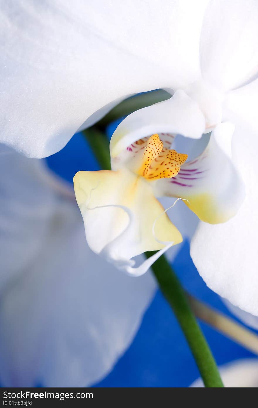 Beautiful white orchid on blue background