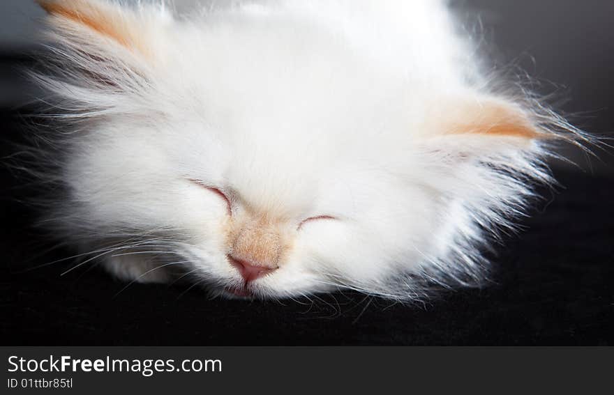 A pretty little cat sleeping, on black background