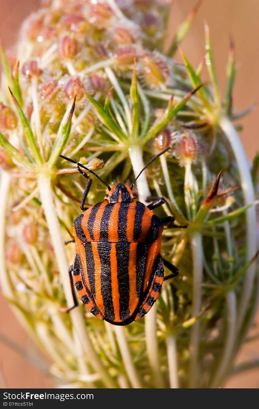 Black And Red Striped Shield Bug