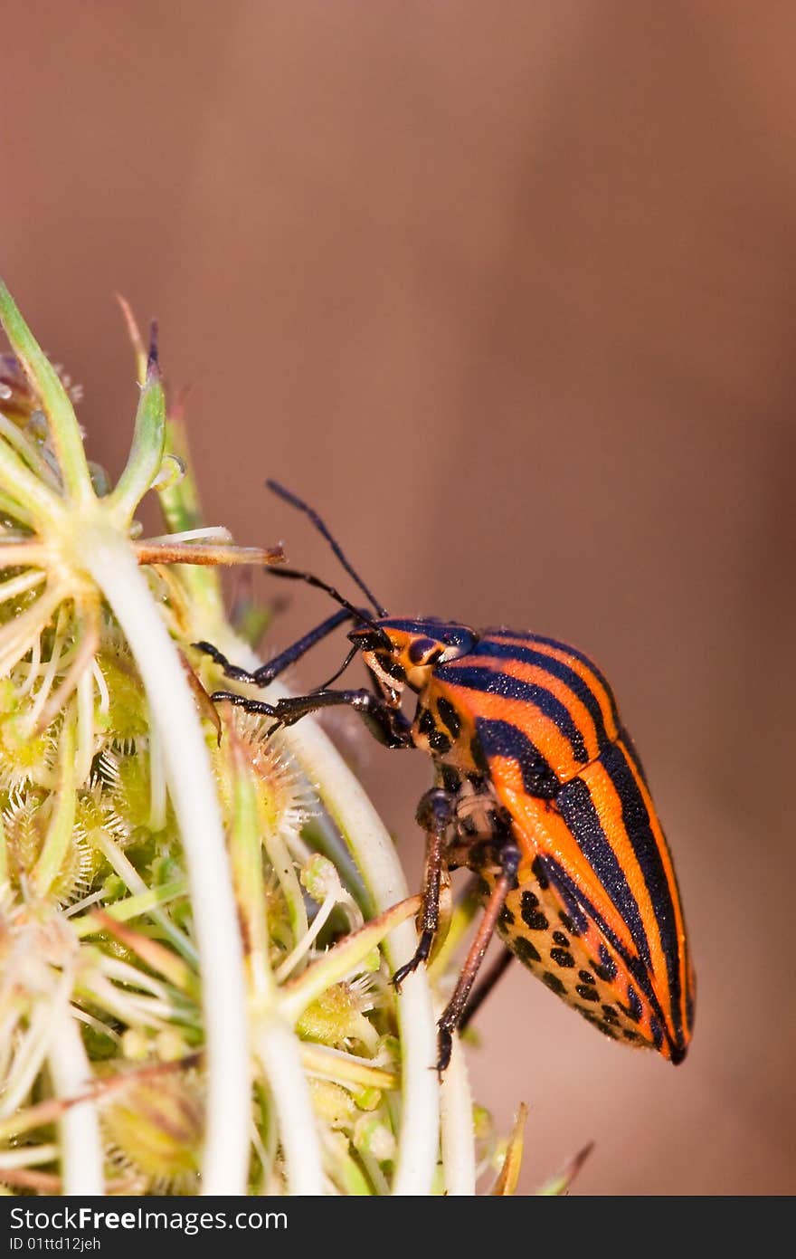 Black and red striped shield bug