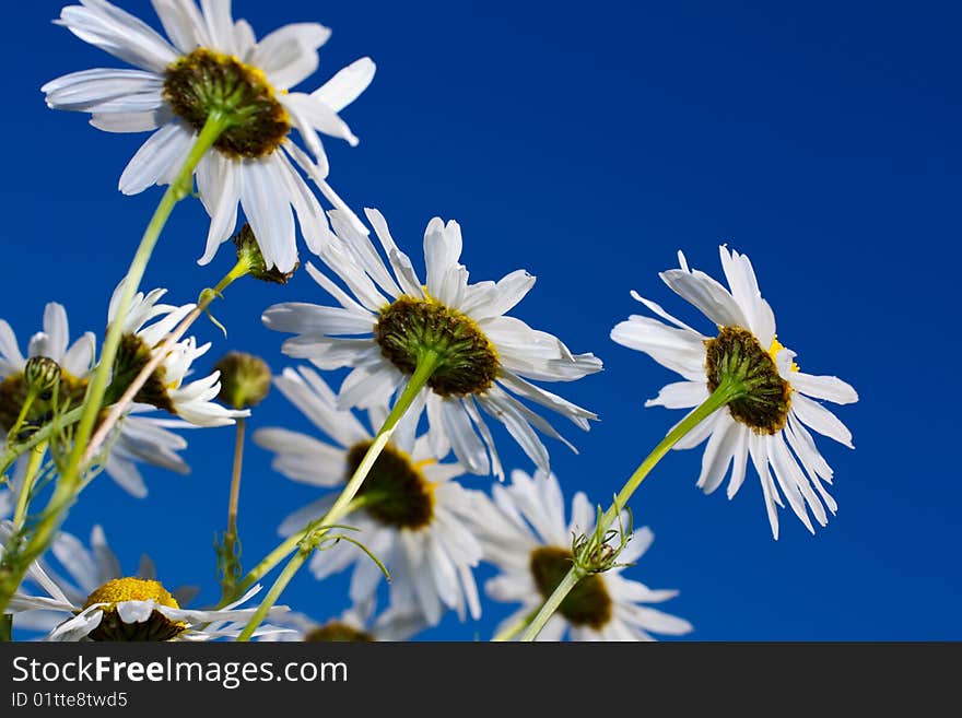 Daisywheel