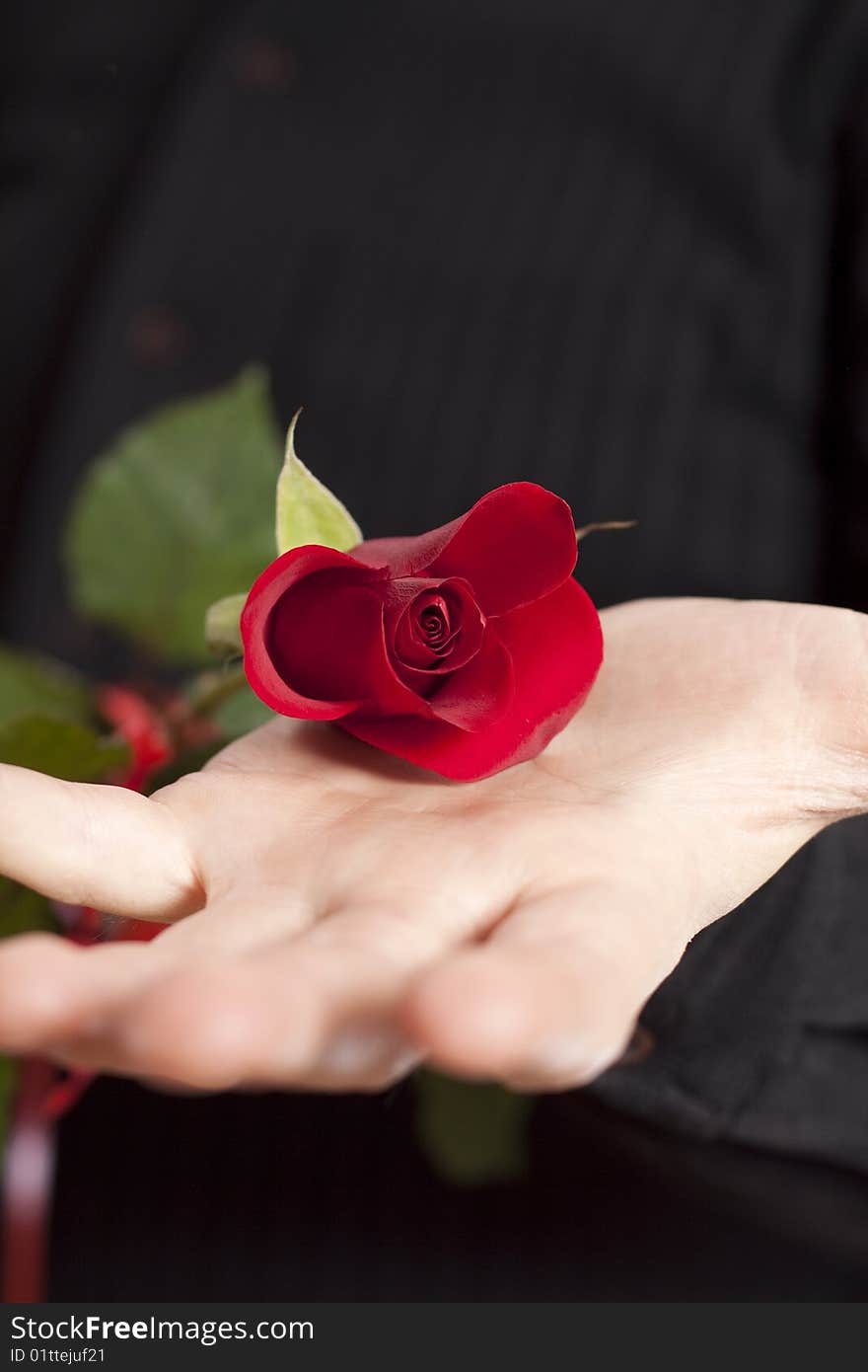 Man, holding a beautiful red rose on his open palm. Man, holding a beautiful red rose on his open palm