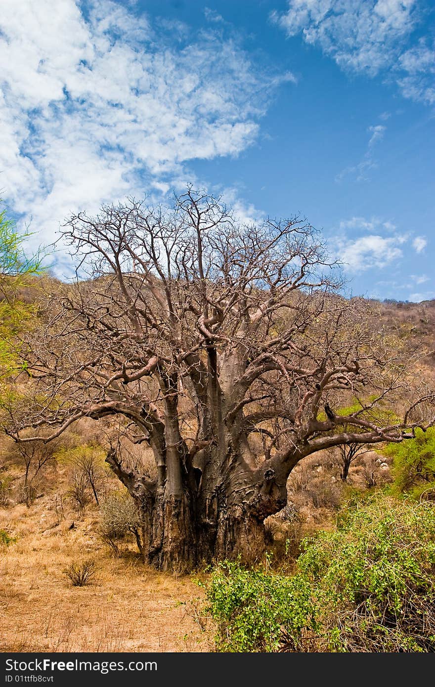 Landscape with a baobab tree