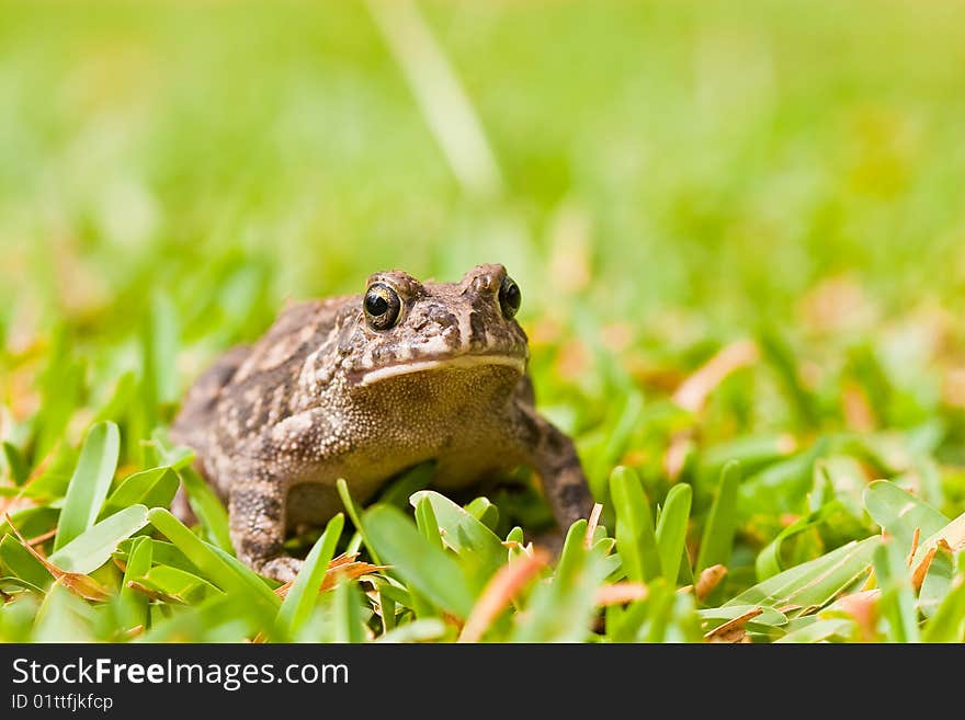 Striped frog sitting in the grass