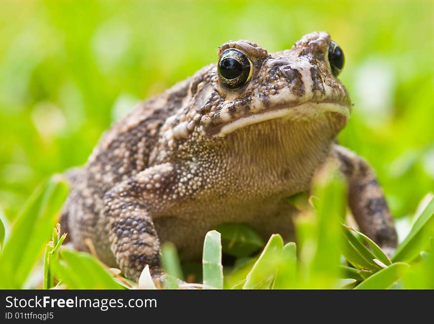 Striped frog sitting in the grass