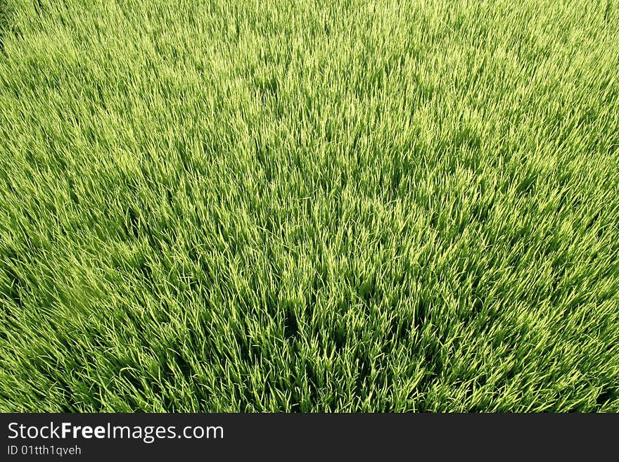 Young rice plants in nursery