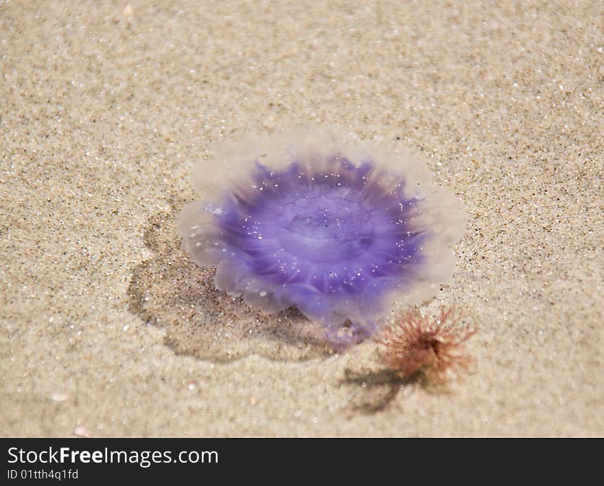 Jellyfish of violet colour on shoal after outflow