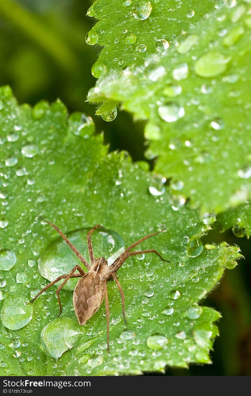 Brown spider walking on a leaf