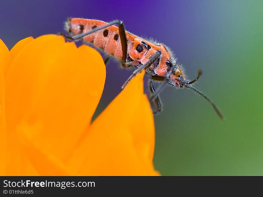 Black and red striped shield bug on a flower