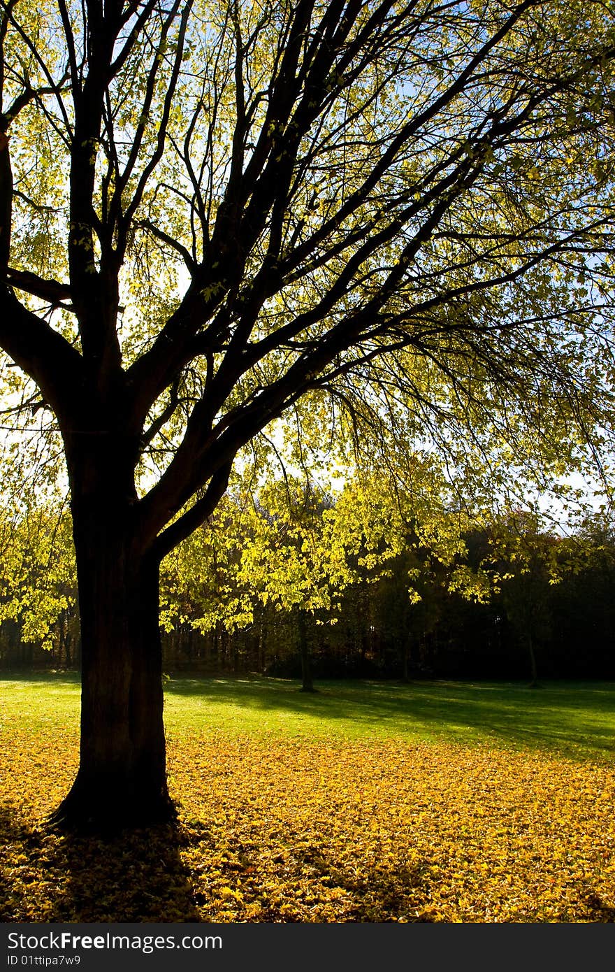 Tree in autumn colors on a sunny day