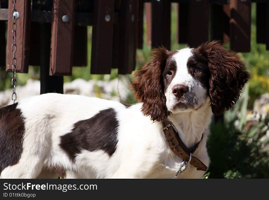 A dog with one eye missing chained to a gate looking very sad. A dog with one eye missing chained to a gate looking very sad