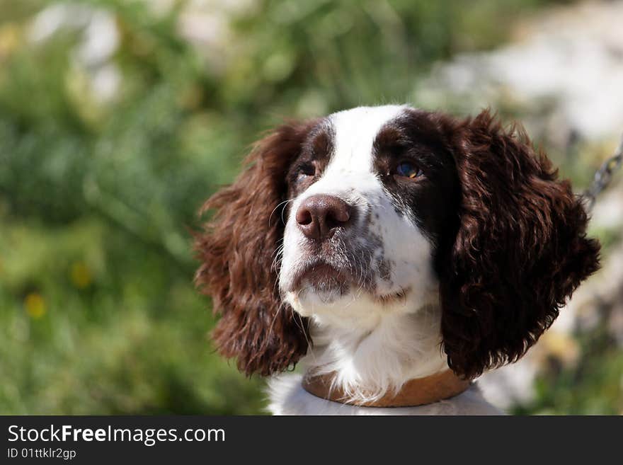 Injured Dog