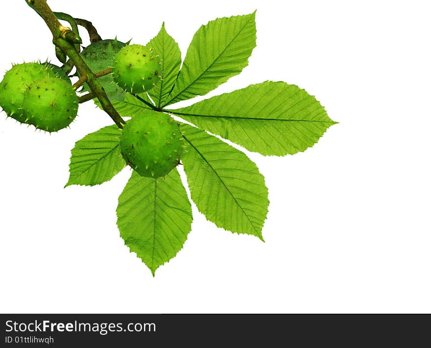 Chestnuts and leaf on white background