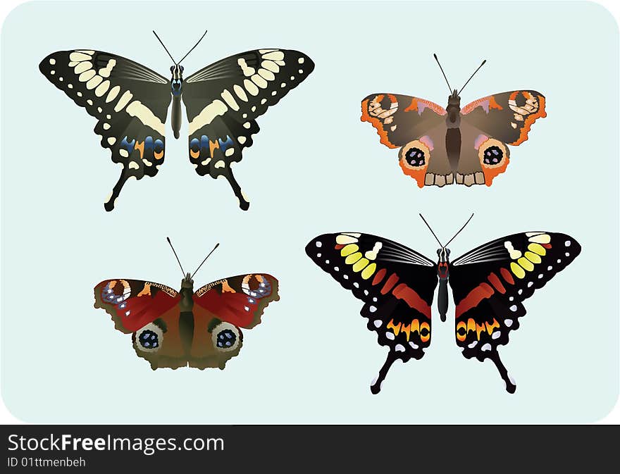 Four beautiful butterflies in many different colors. Four beautiful butterflies in many different colors