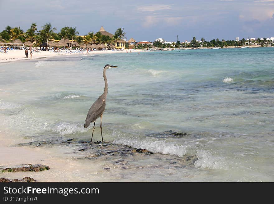 Heron On The Beach