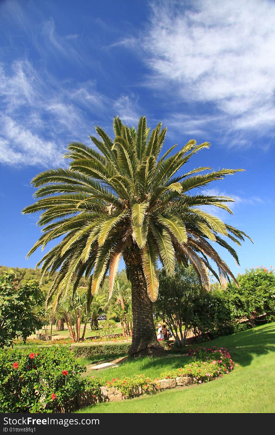 Mediterranean palm in a green garden and deep blue sky