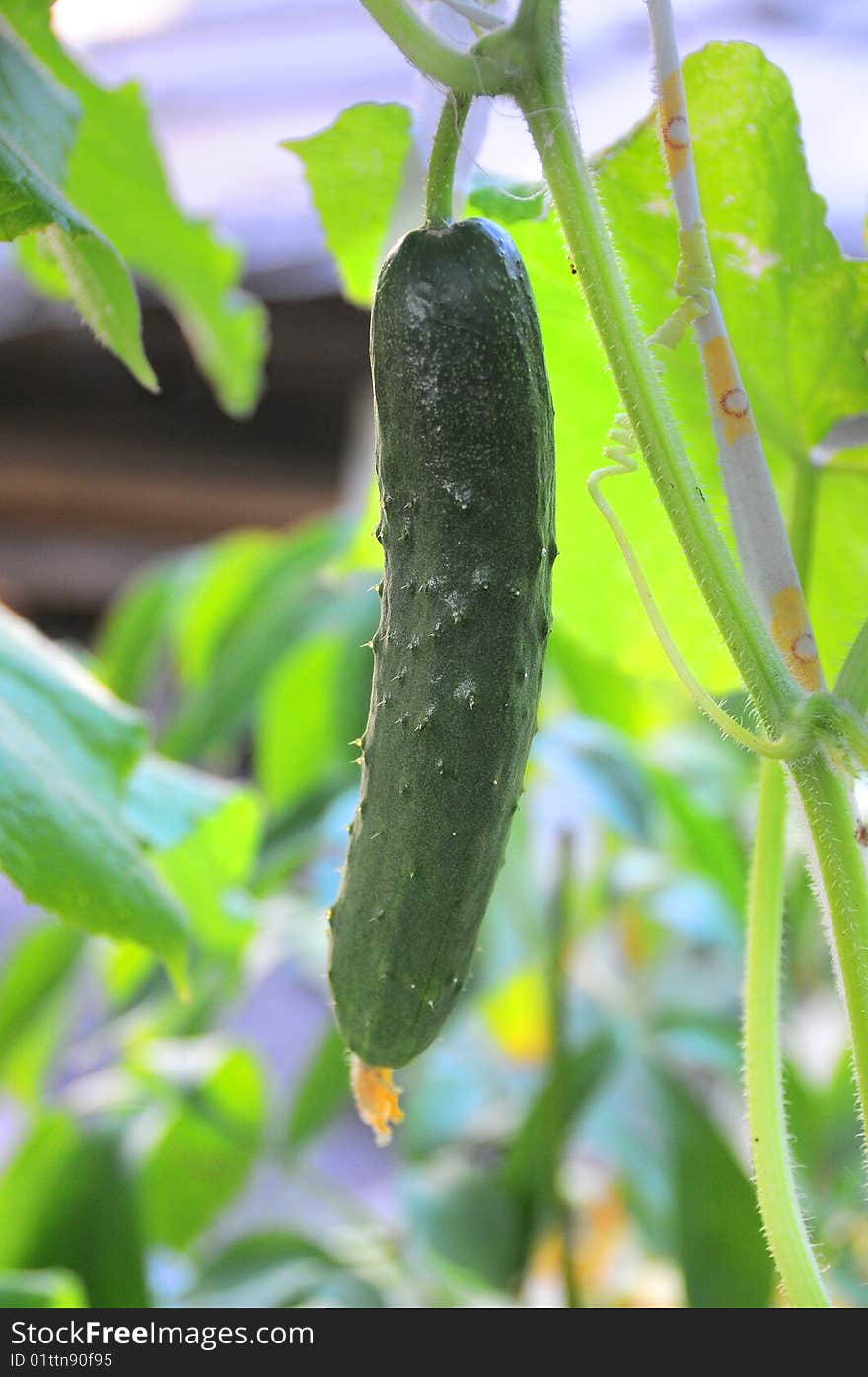 Green cucumber