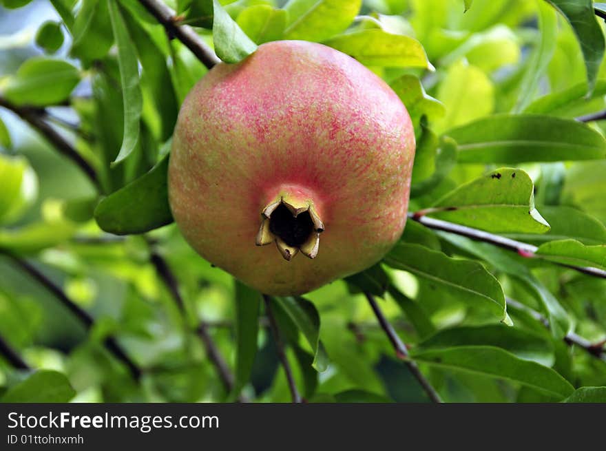 Fruit of pomegranate on a branch