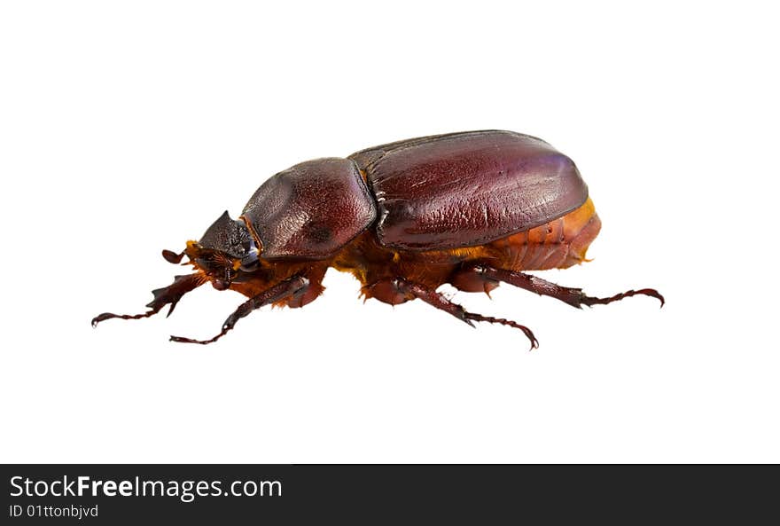 Brown beetle