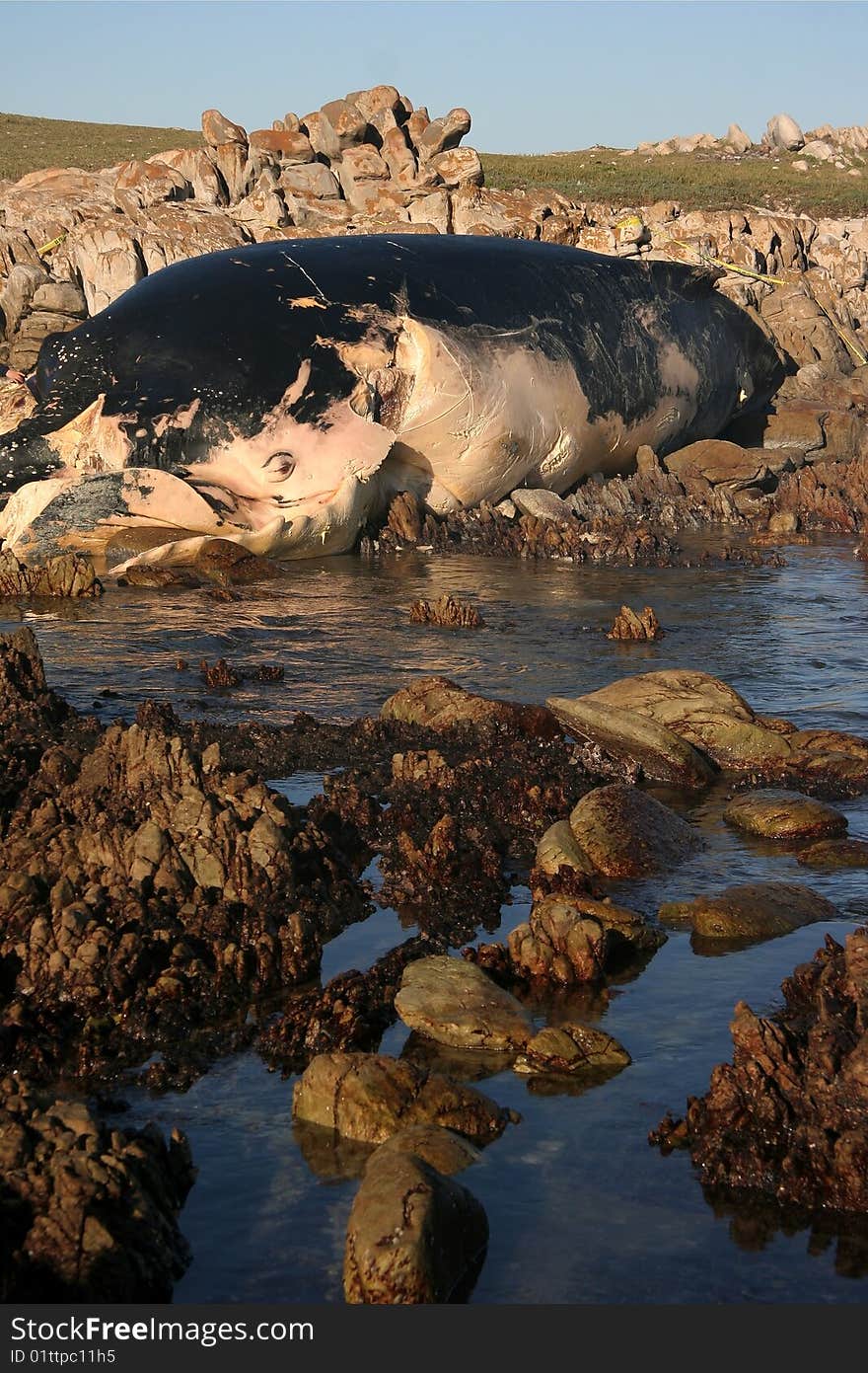 Whale washed up onto the rocks decomposing. Whale washed up onto the rocks decomposing