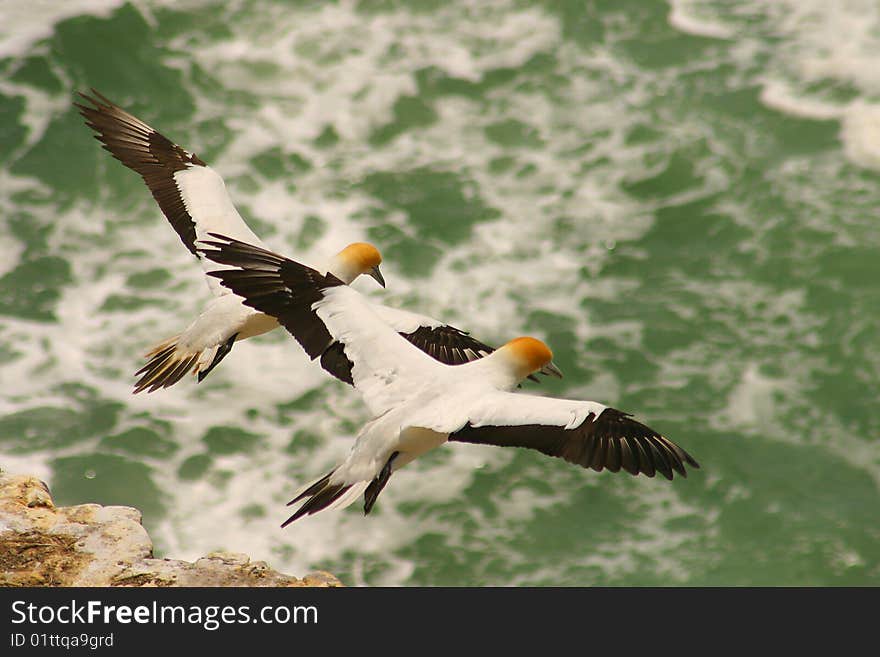 A Couple Yellow-headed Gulls