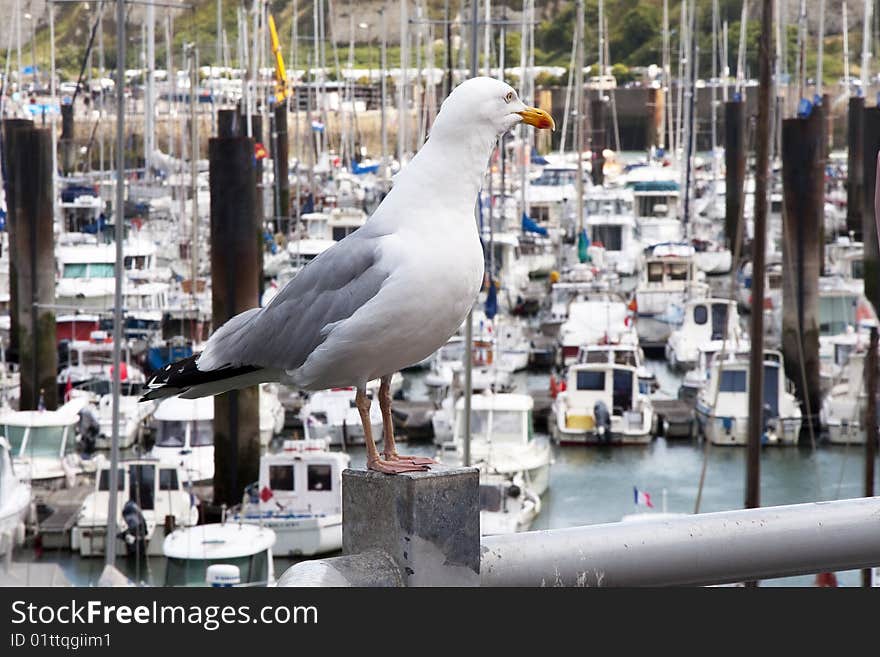 Common Gull At Dieppe Marina