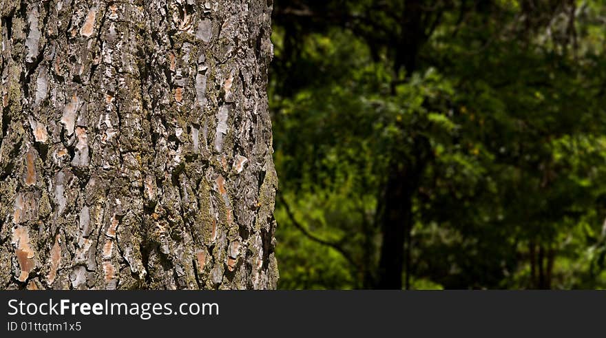 Pine Cork