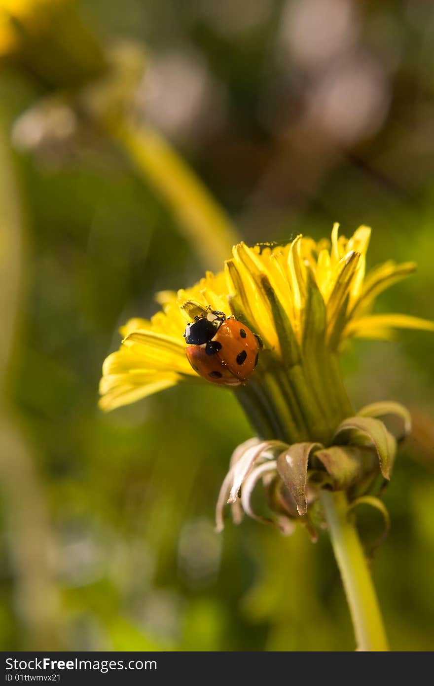 Beautiful yellow dandelion with ladybug on it