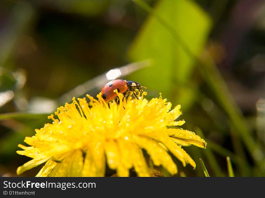 Ladybug