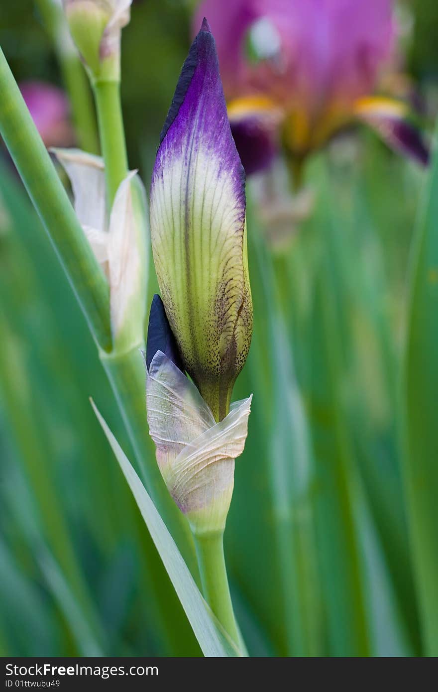 Beautiful violet iris closeup background