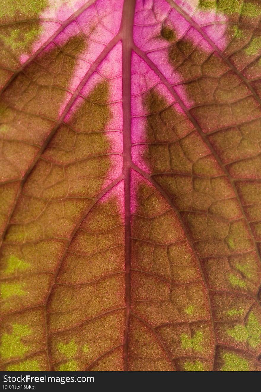 Red flower leaf closeup texture