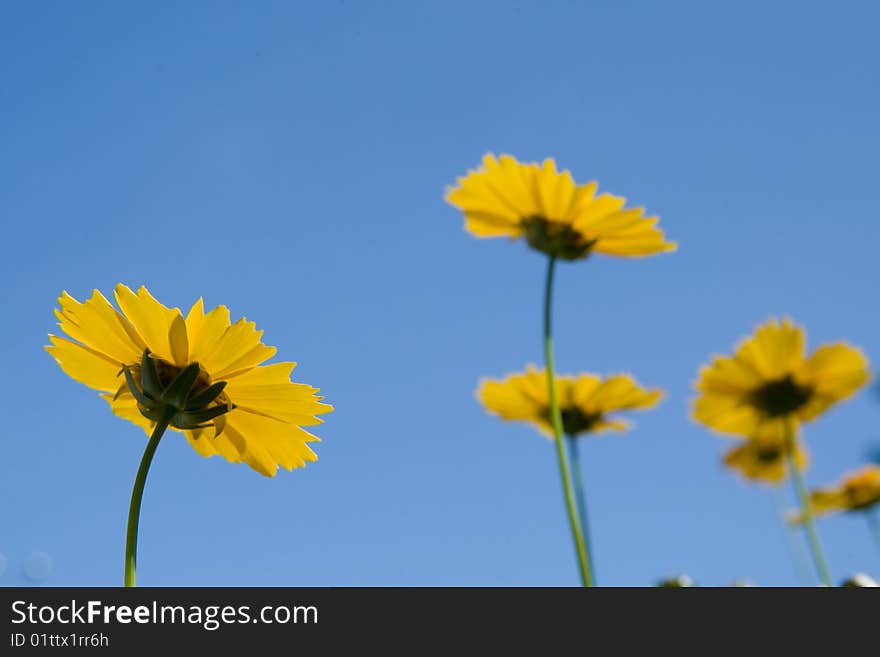 Beautiful yellow flowers over vivid blue sky